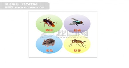 东莞东城工厂白蚁防治与南城工厂灭鼠全指南