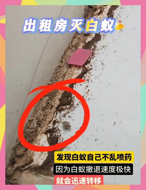 白蚁防治服务 守护家园的无声战争